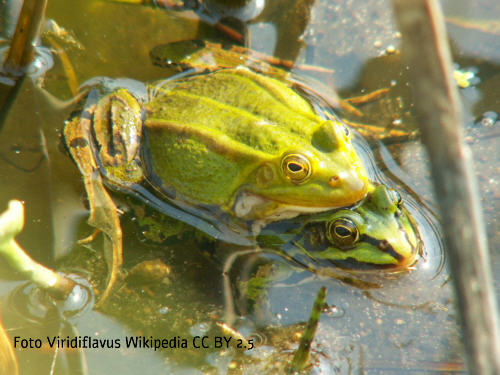 Kleiner Wasserfrosch