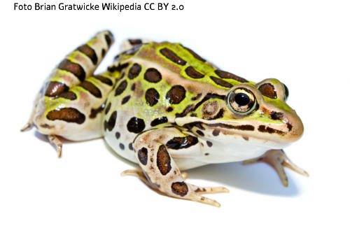 Leopardfrosch