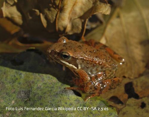 Spanischer Frosch