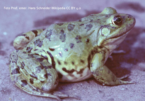 Froschbild