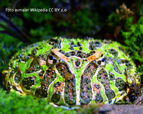 Schmuckhornfrosch