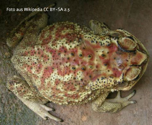 Bild vom Frosch